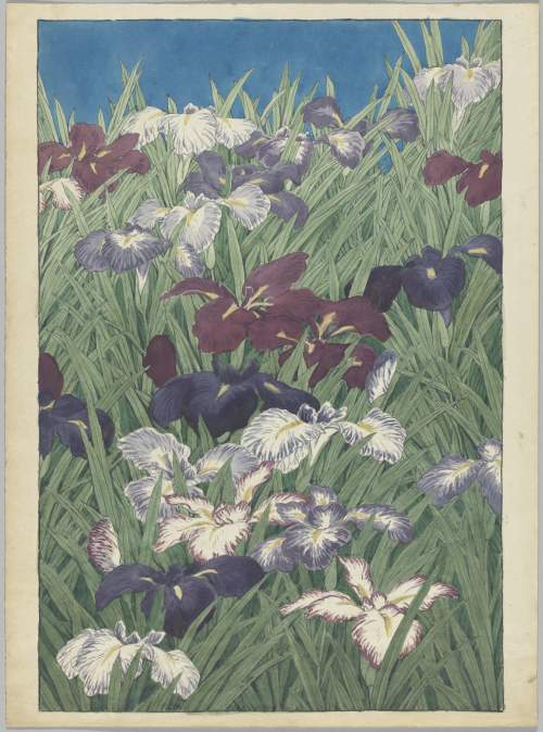 Watercolour supplementary image